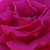 Ružová - Climber, popínavá ruža - Zéphirine Drouhin